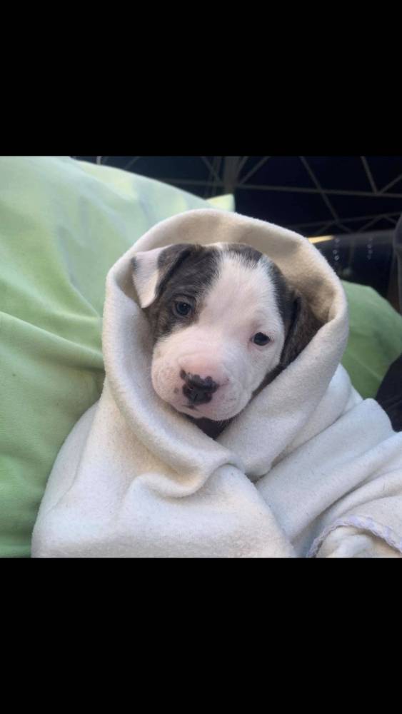 ამერიკული პიტბულ ტერიერი