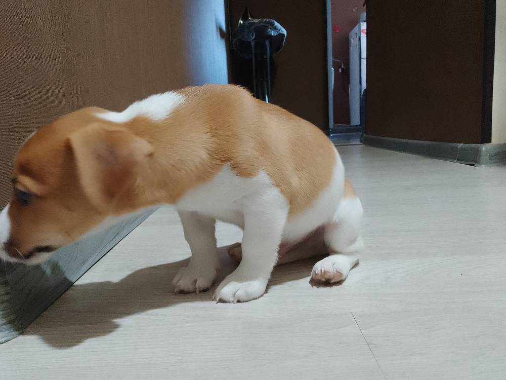 ჯეკ რასელ ტერიერი