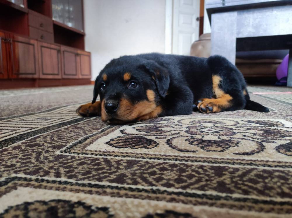 როტვეილერი