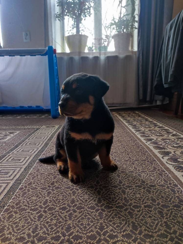 როტვეილერი