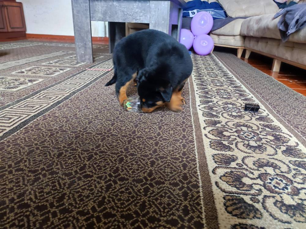 როტვეილერი