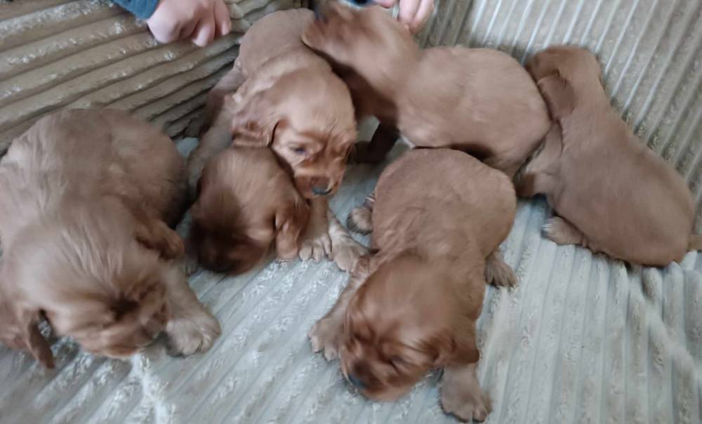 ინგლისური კოკერ სპანიელი