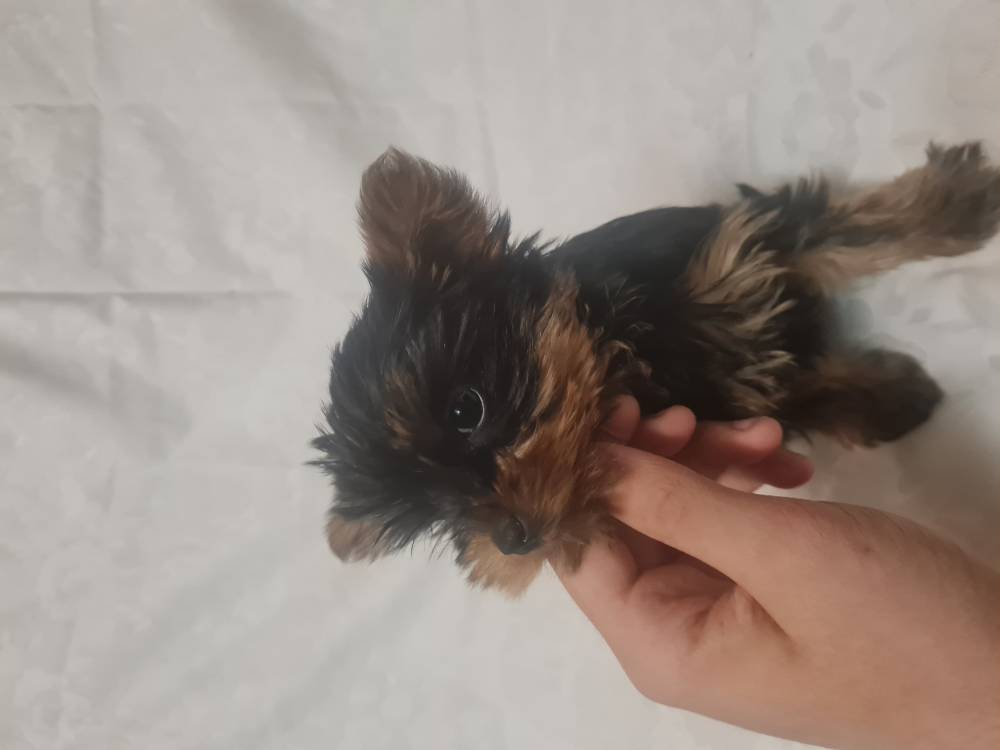 იორკშირ-ტერიერი