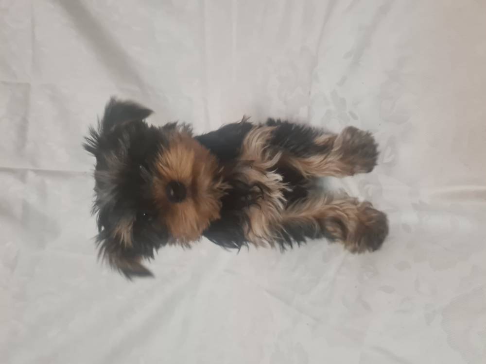 იორკშირ-ტერიერი