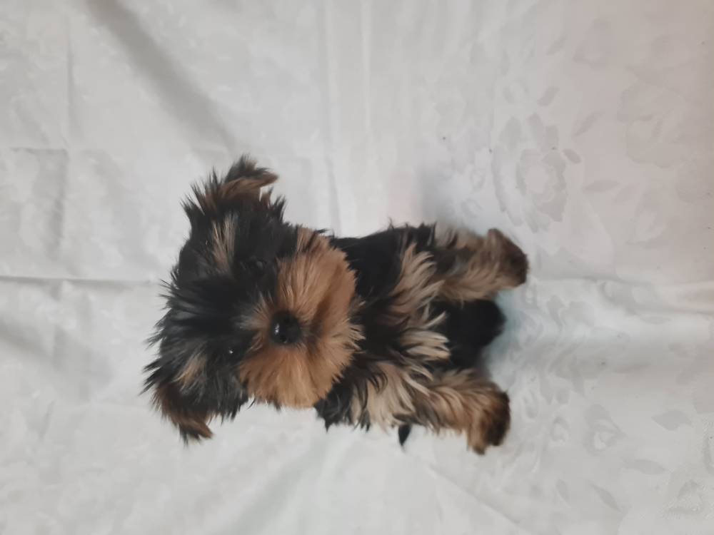 იორკშირ-ტერიერი