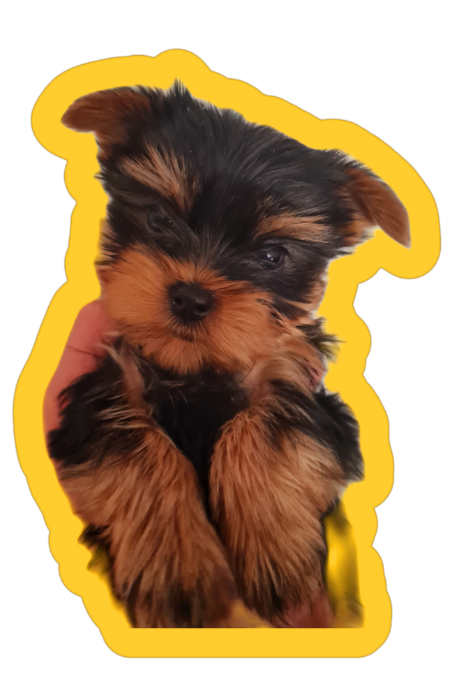 იორკშირ-ტერიერი