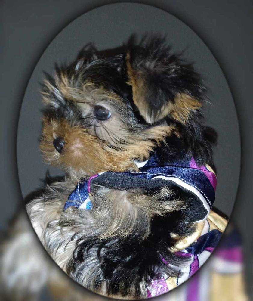 იორკშირ-ტერიერი