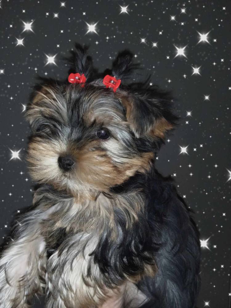 იორკშირ-ტერიერი