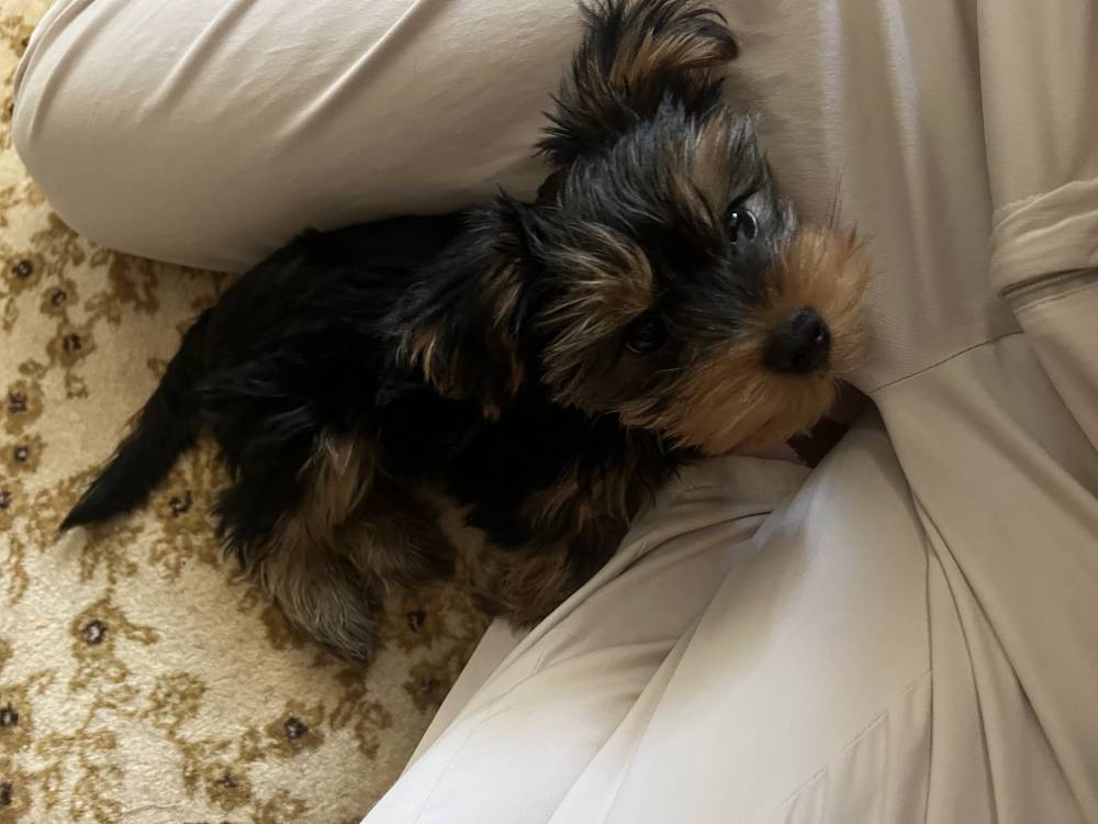 იორკშირ-ტერიერი