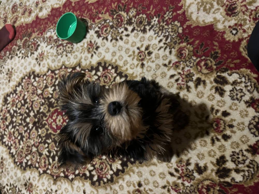 იორკშირ-ტერიერი