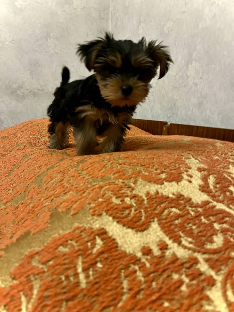 იორკშირ-ტერიერი