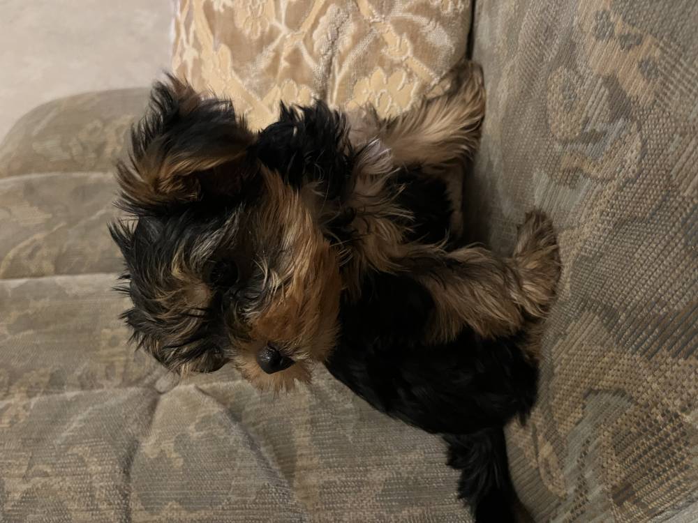 იორკშირ-ტერიერი