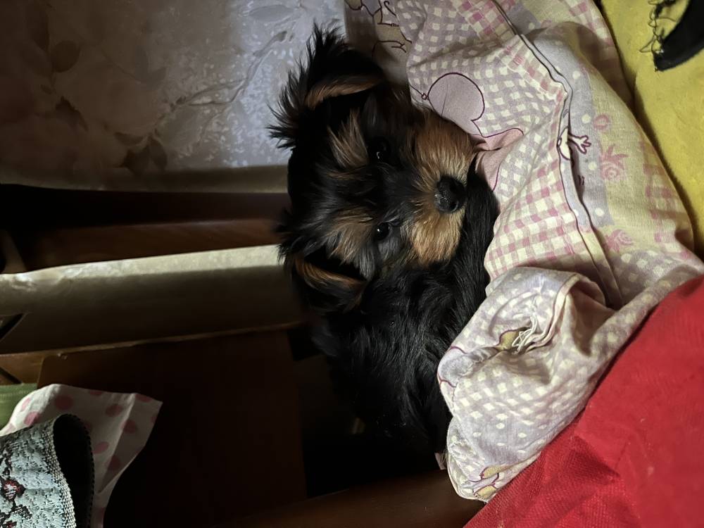 იორკშირ-ტერიერი