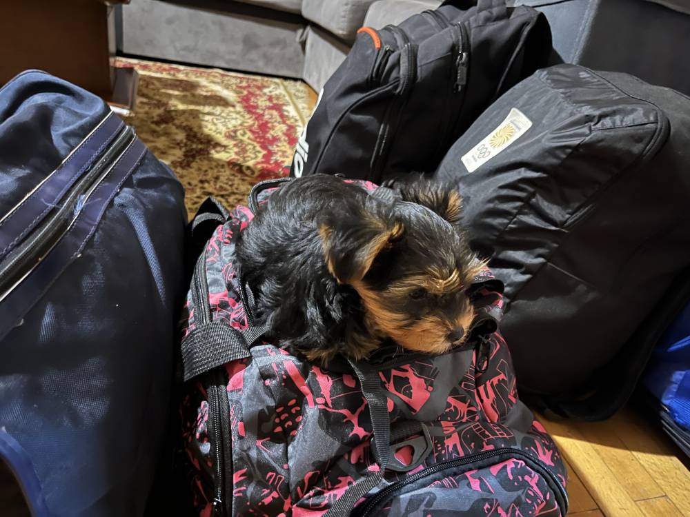 იორკშირ-ტერიერი