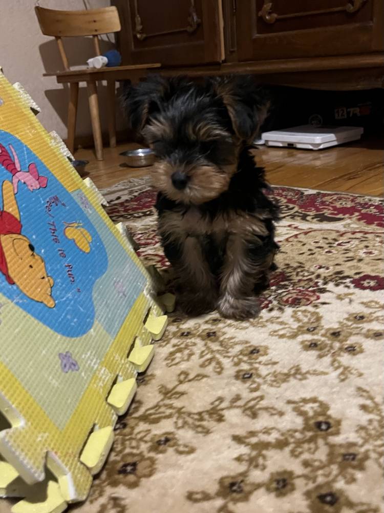 იორკშირ-ტერიერი