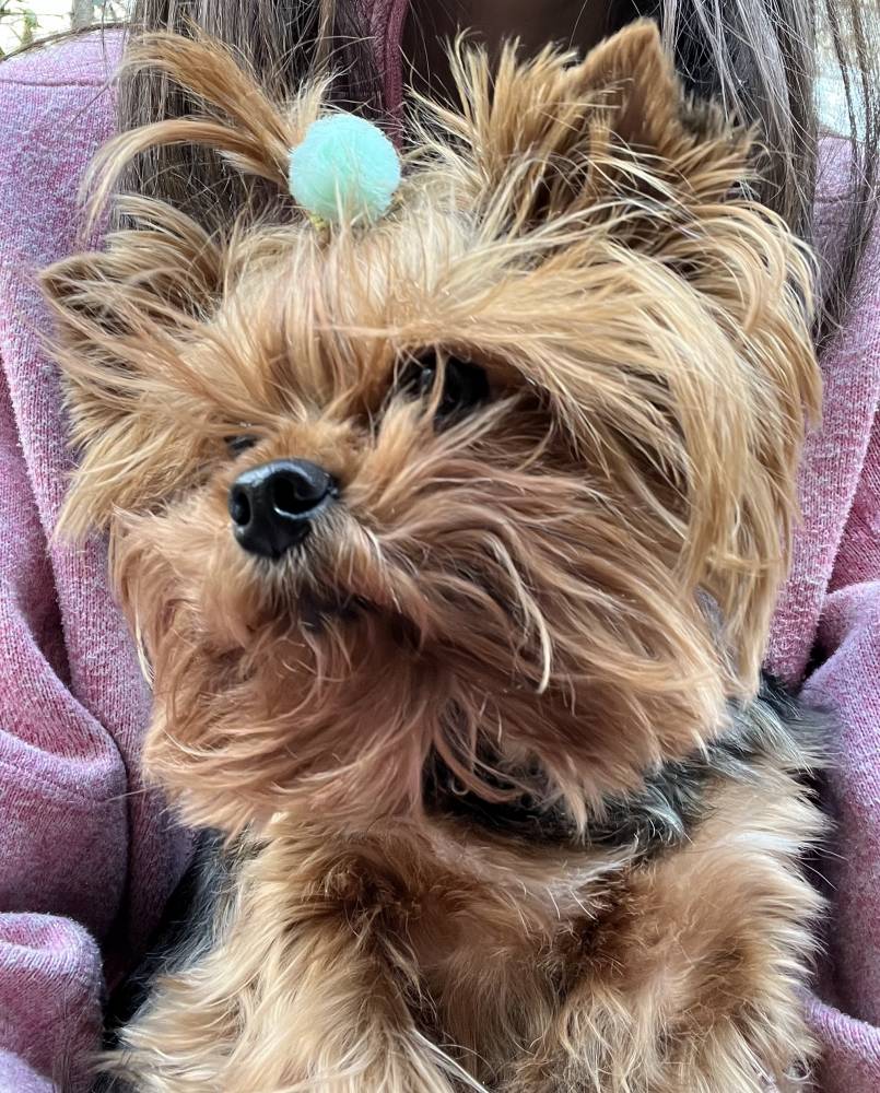 იორკშირ-ტერიერი