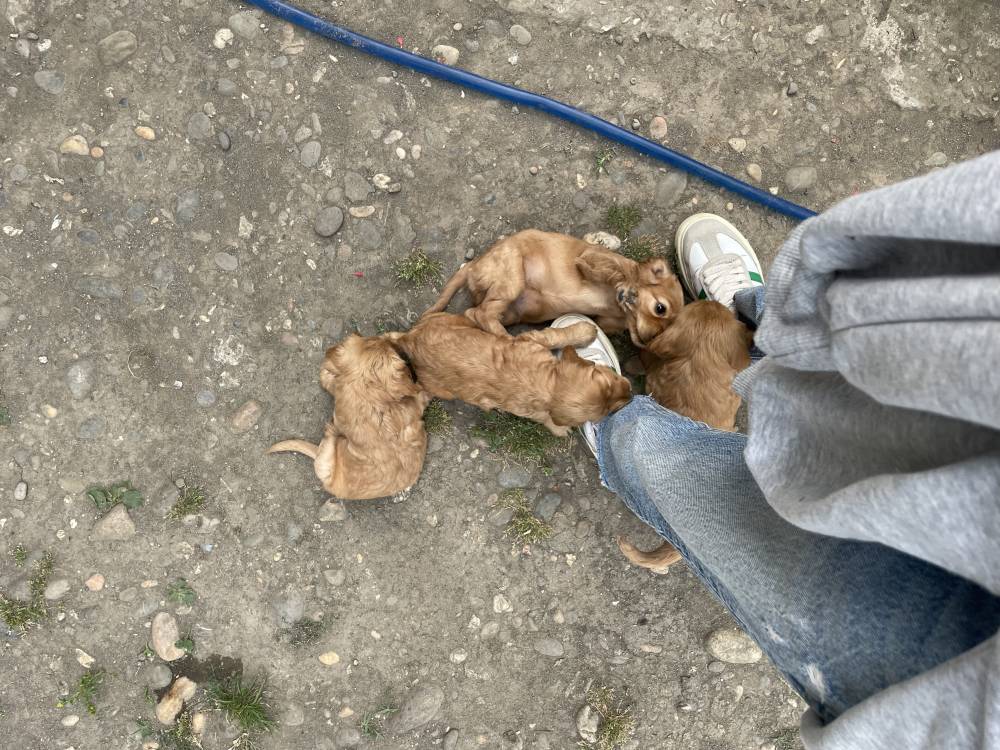 ინგლისური კოკერ სპანიელი