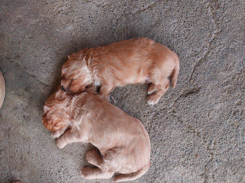 ინგლისური კოკერ სპანიელი