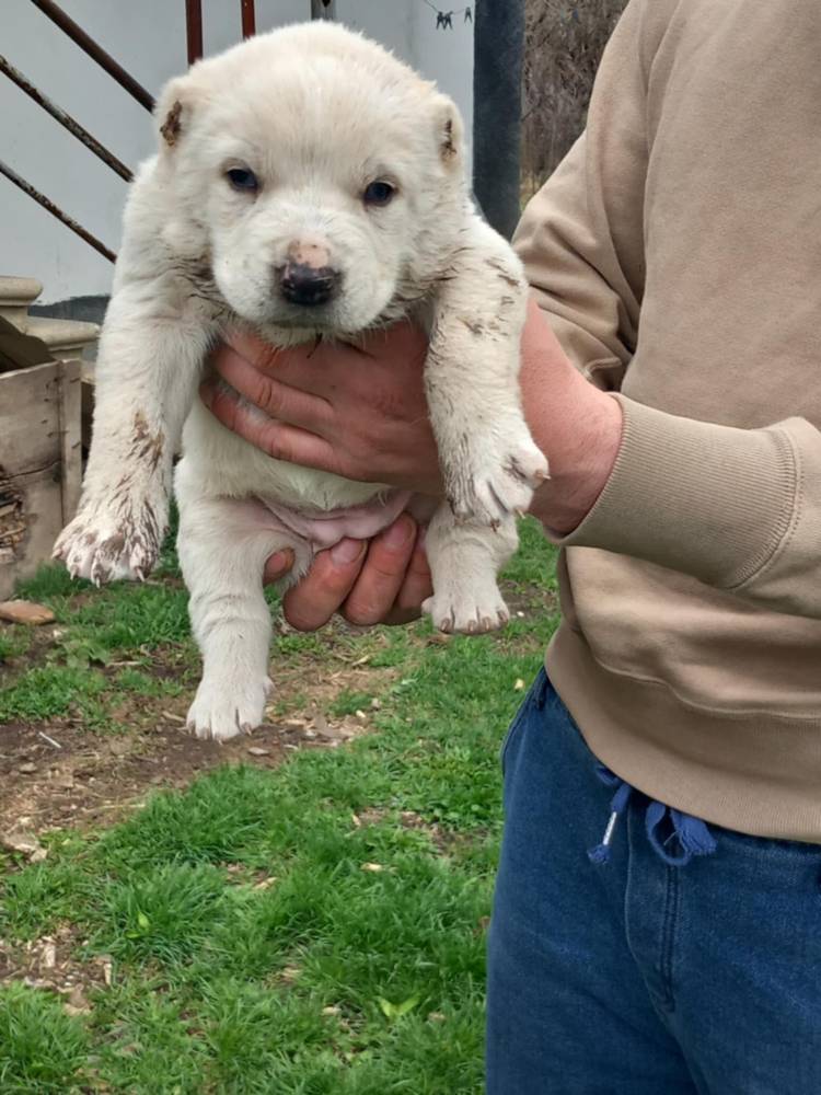 ქართული ნაგაზი