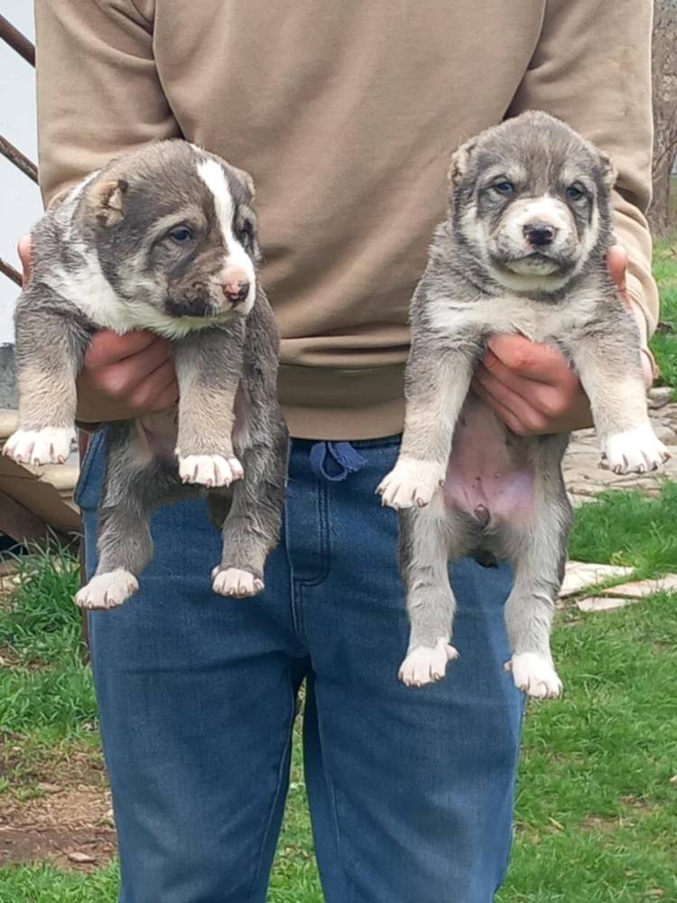 ქართული ნაგაზი