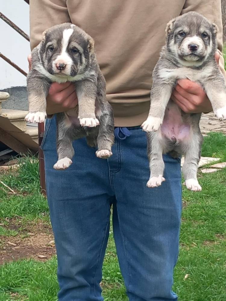 ქართული ნაგაზი