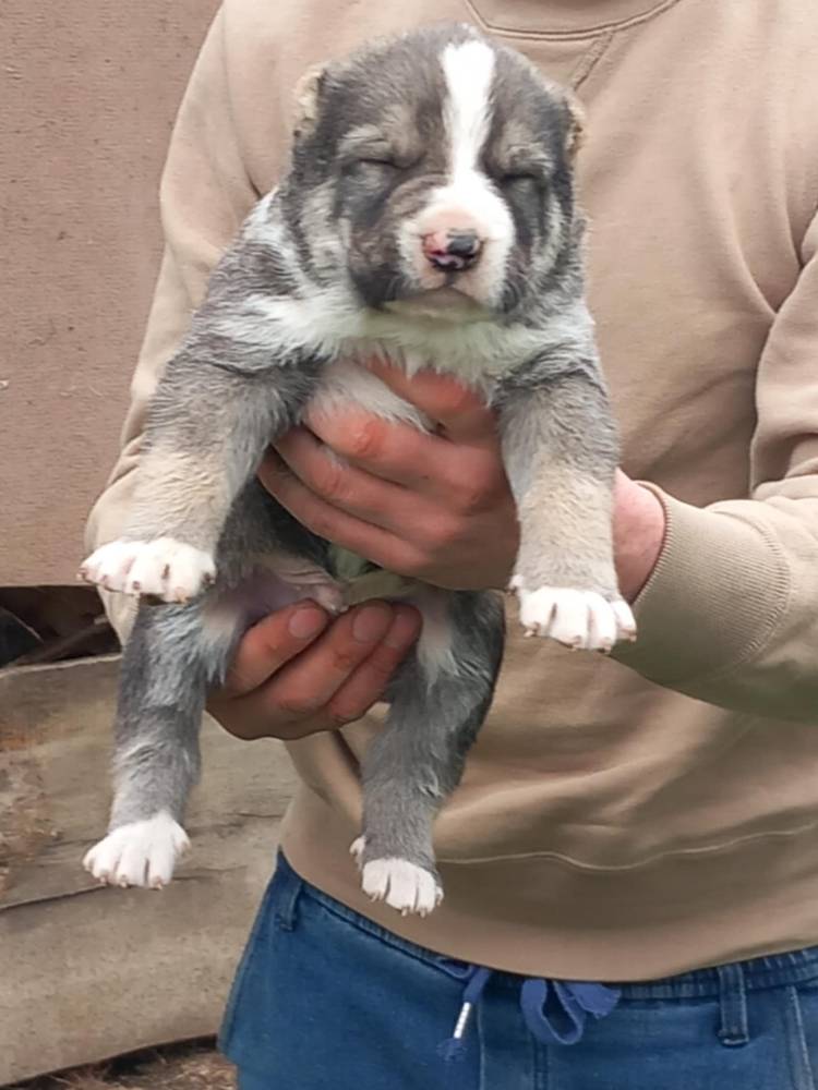 ქართული ნაგაზი