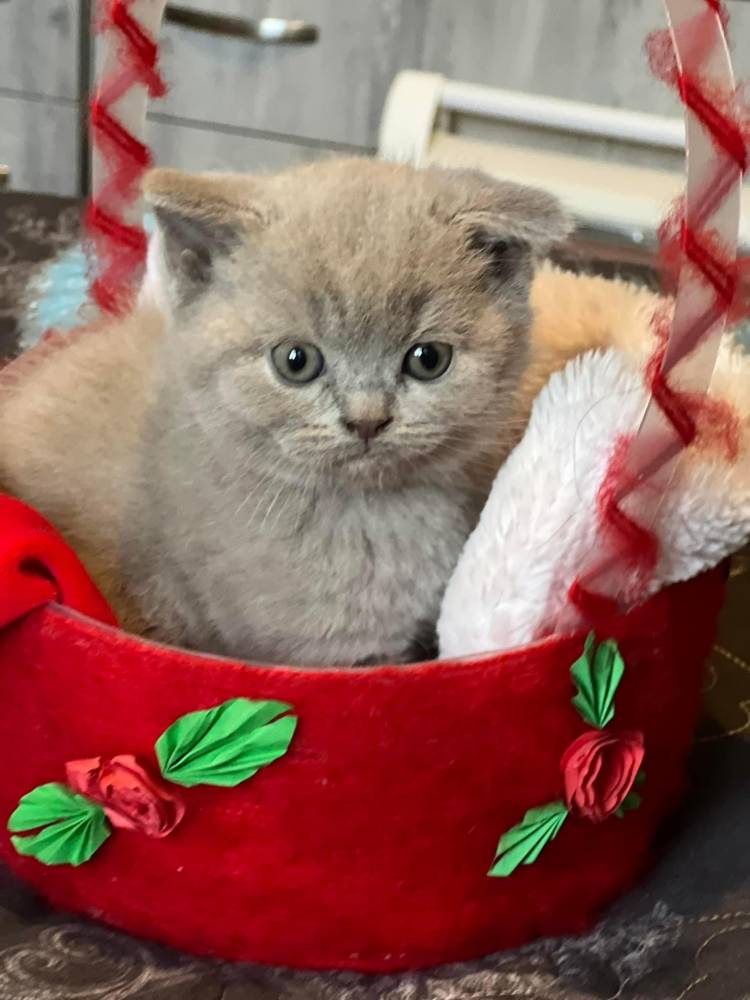 ბრიტანული Shorthair