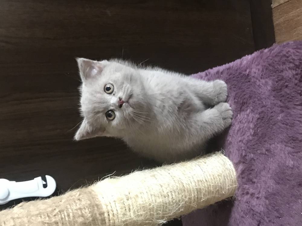 ბრიტანული Shorthair