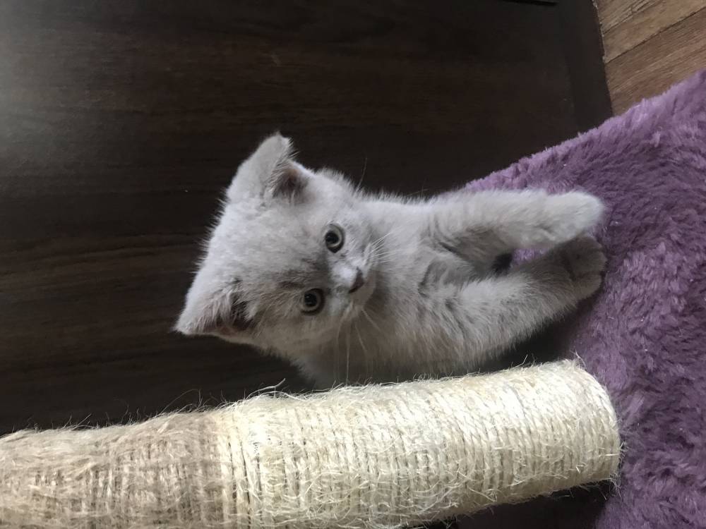 ბრიტანული Shorthair