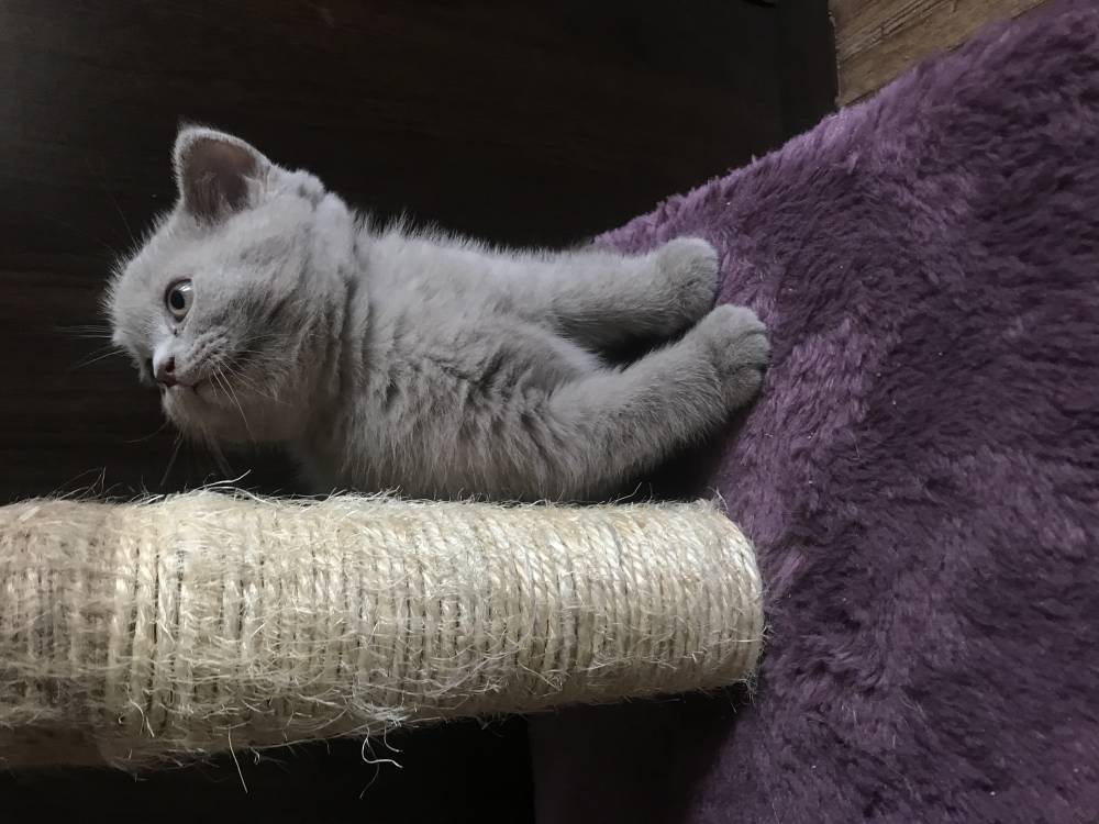 ბრიტანული Shorthair