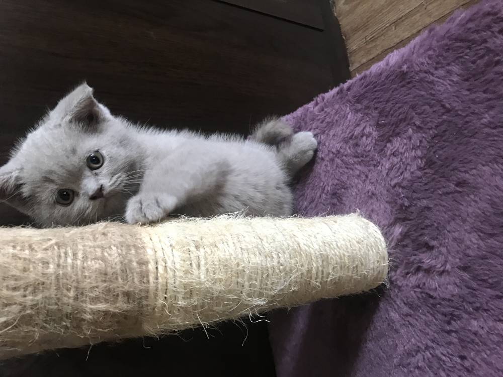 ბრიტანული Shorthair