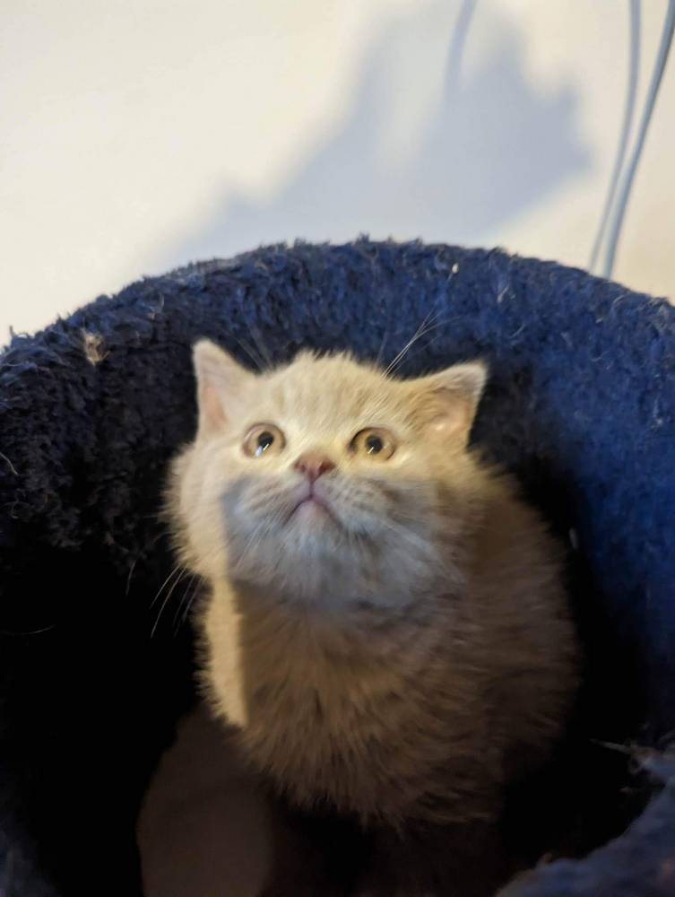 ბრიტანული Shorthair