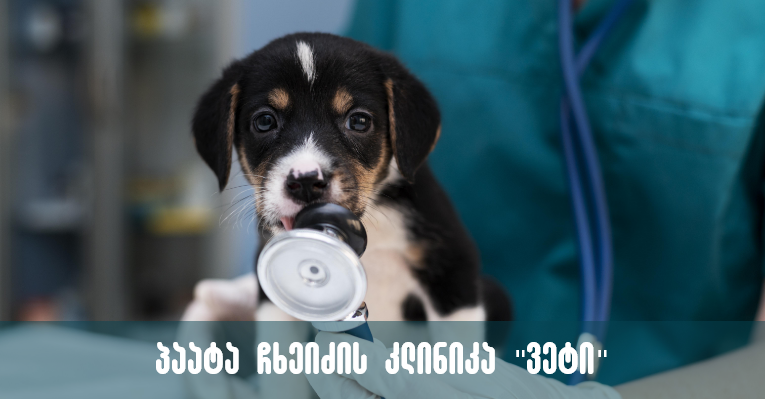 პაატა ჩხეიძის ვეტკლინიკა