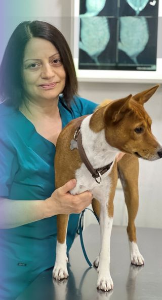 ვეტექიმი