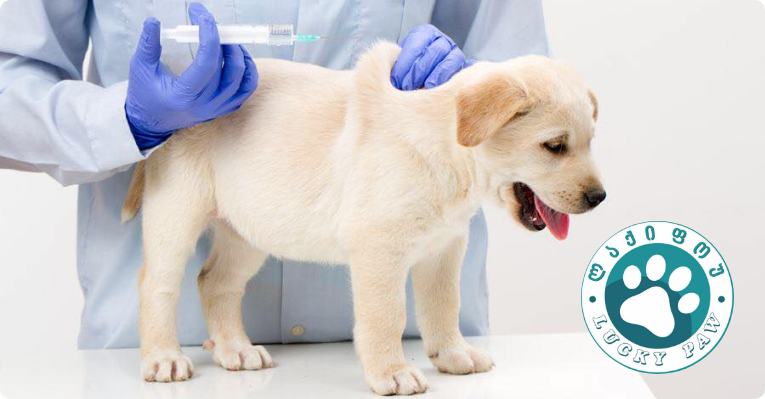 ლაქი ფოუ