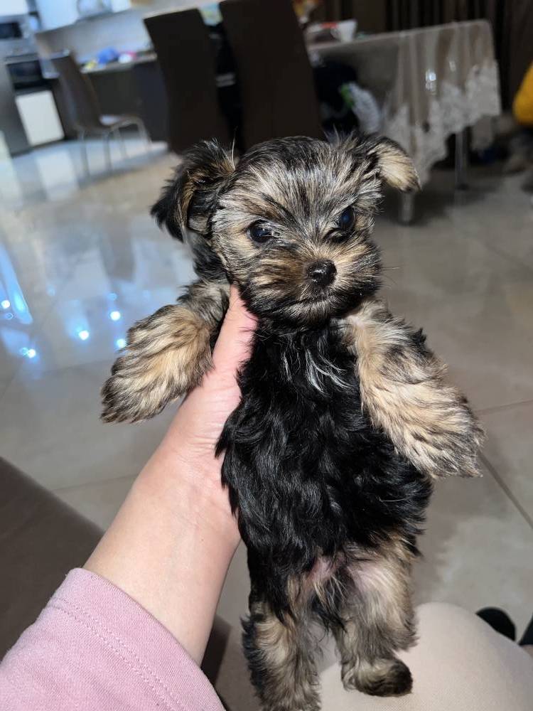 იორკშირ-ტერიერი