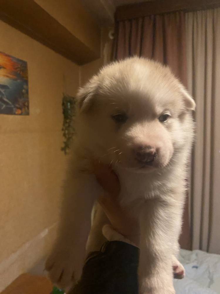 ციმბირული ჰასკი