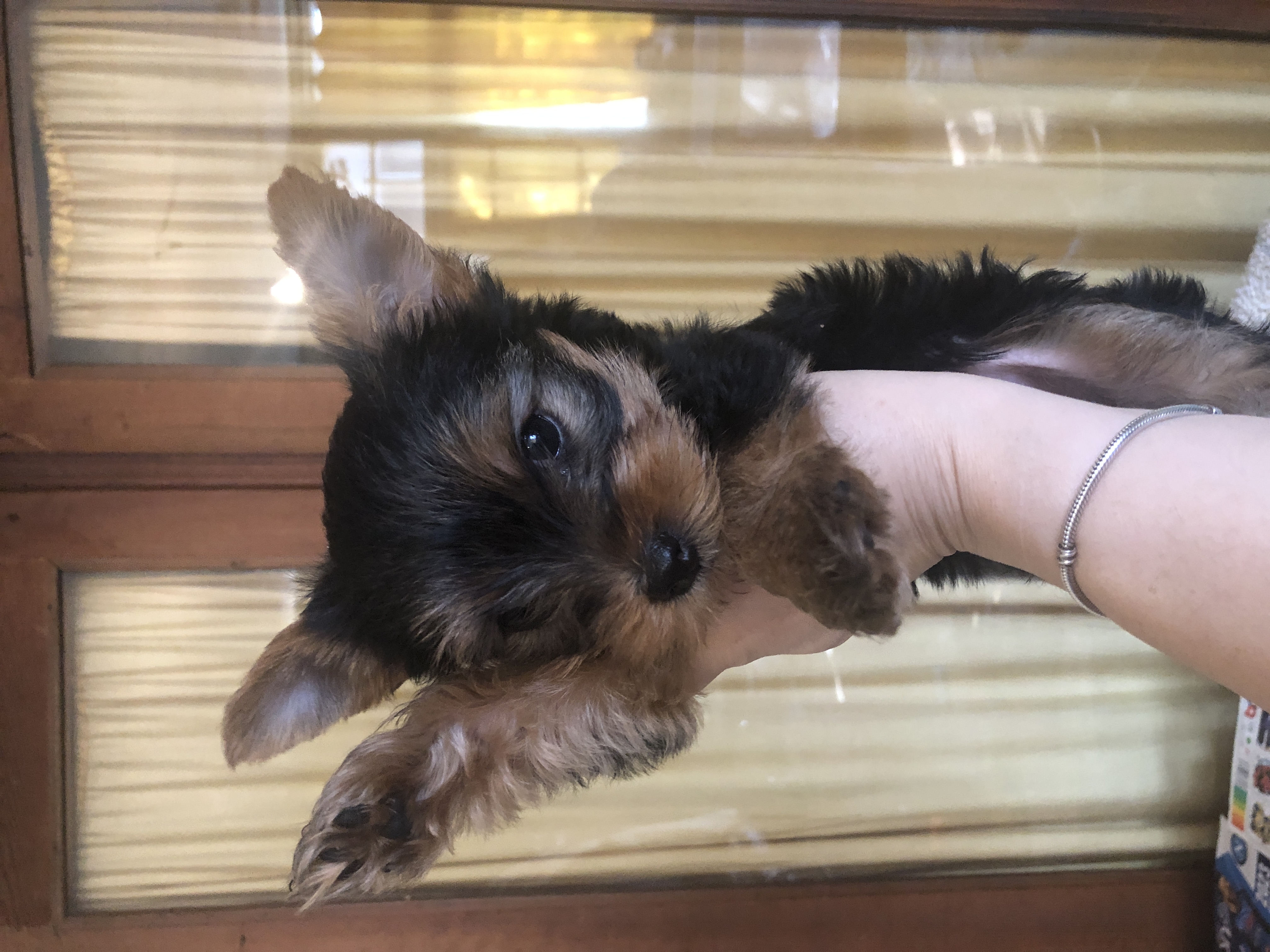 იორკშირ-ტერიერი