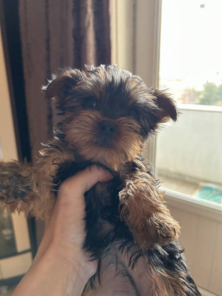 იორკშირ-ტერიერი