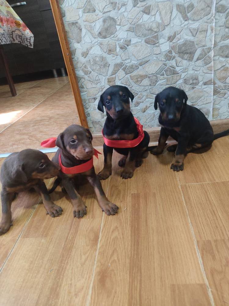 დობერმანი