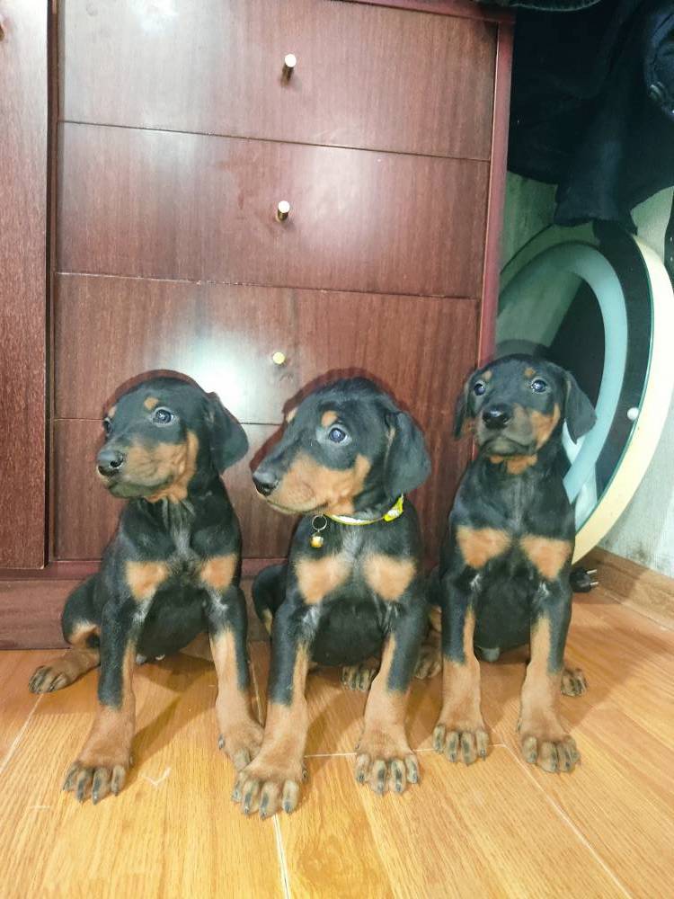 დობერმანი