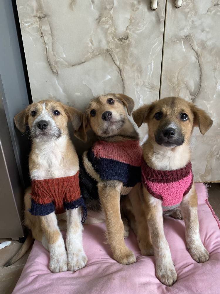 მეტისი ❤️