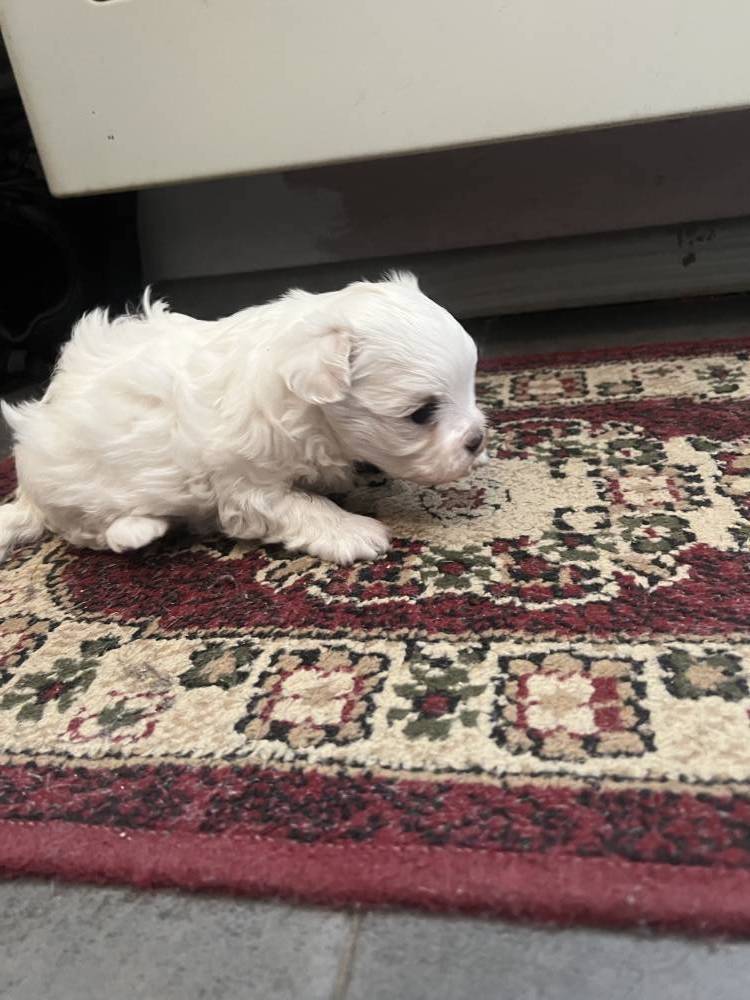 მალტეზე