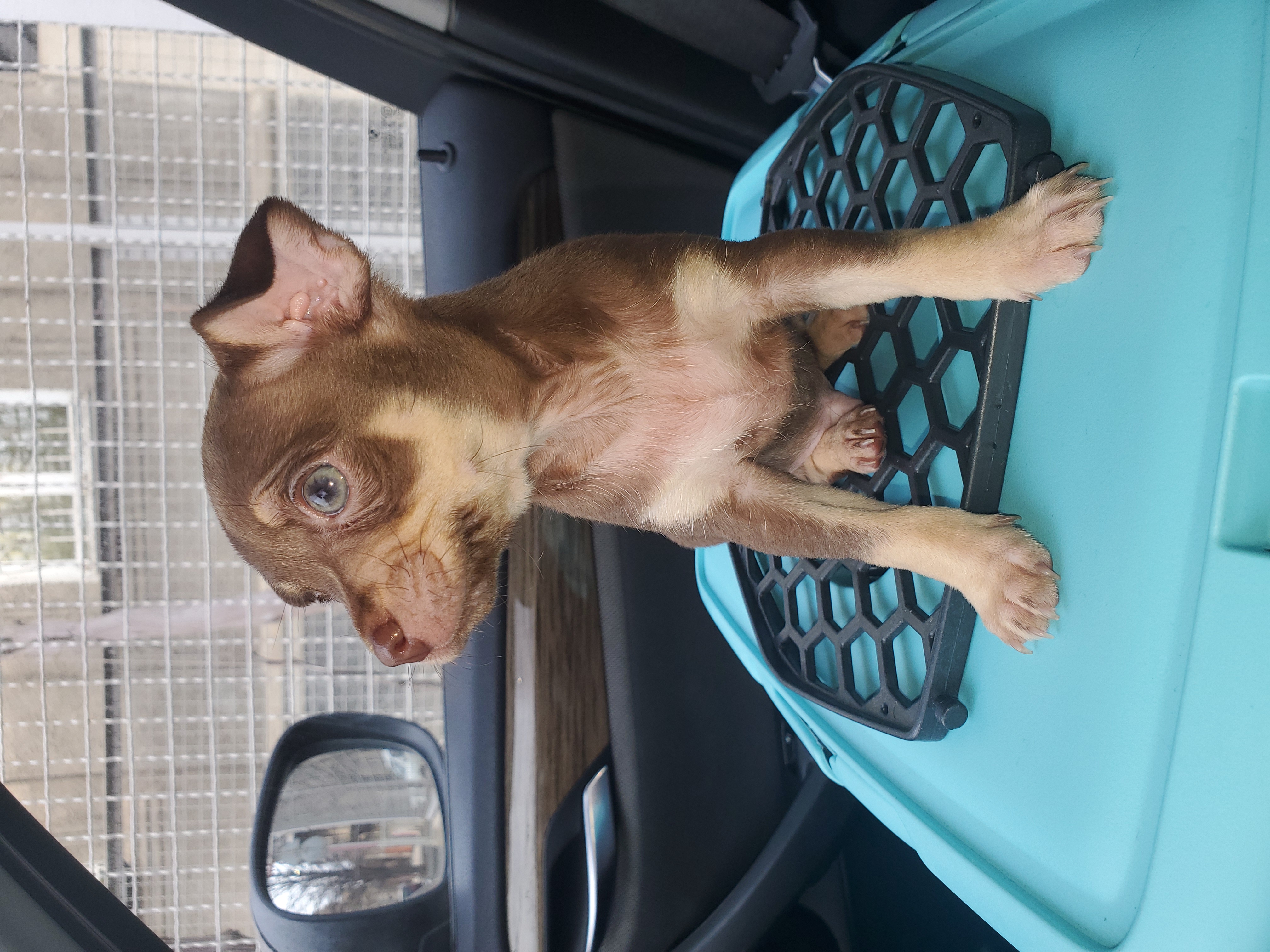 რუსული ტოი ტერიერი