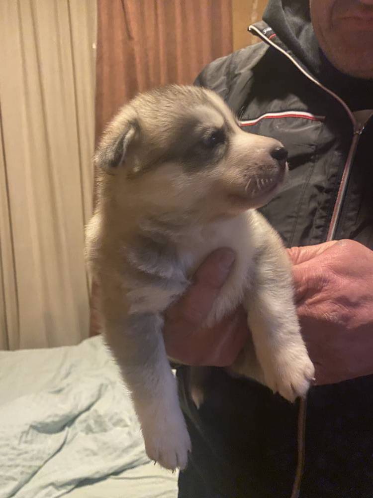 ციმბირული ჰასკი