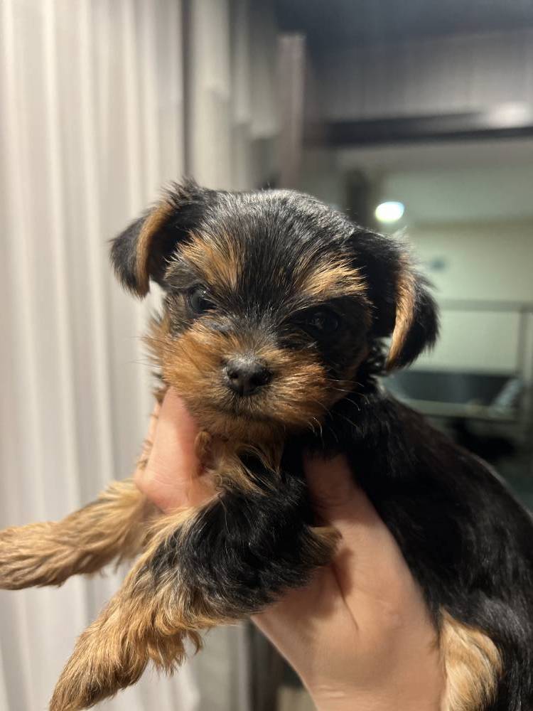 იორკშირ-ტერიერი