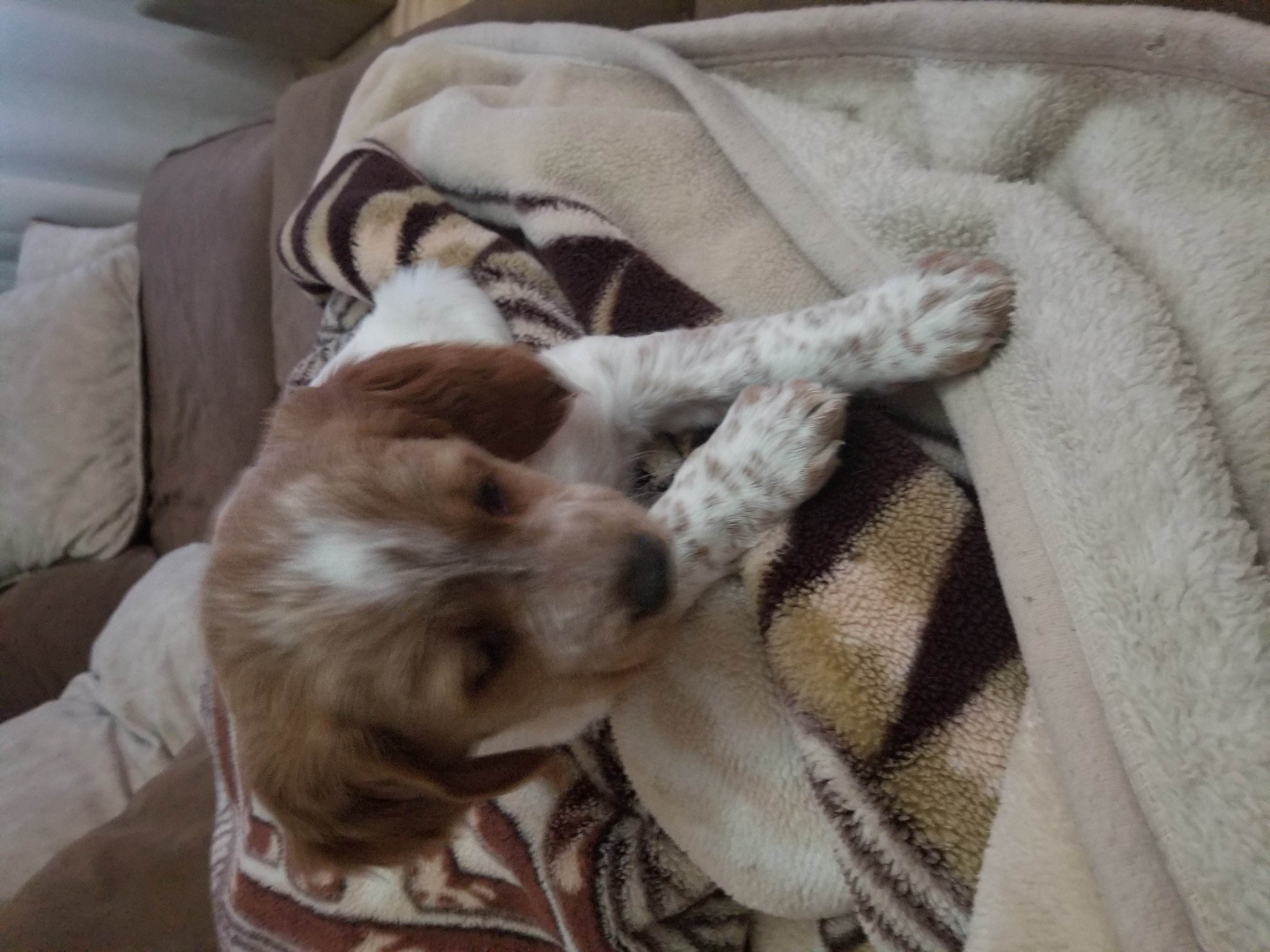 ბრეტანი