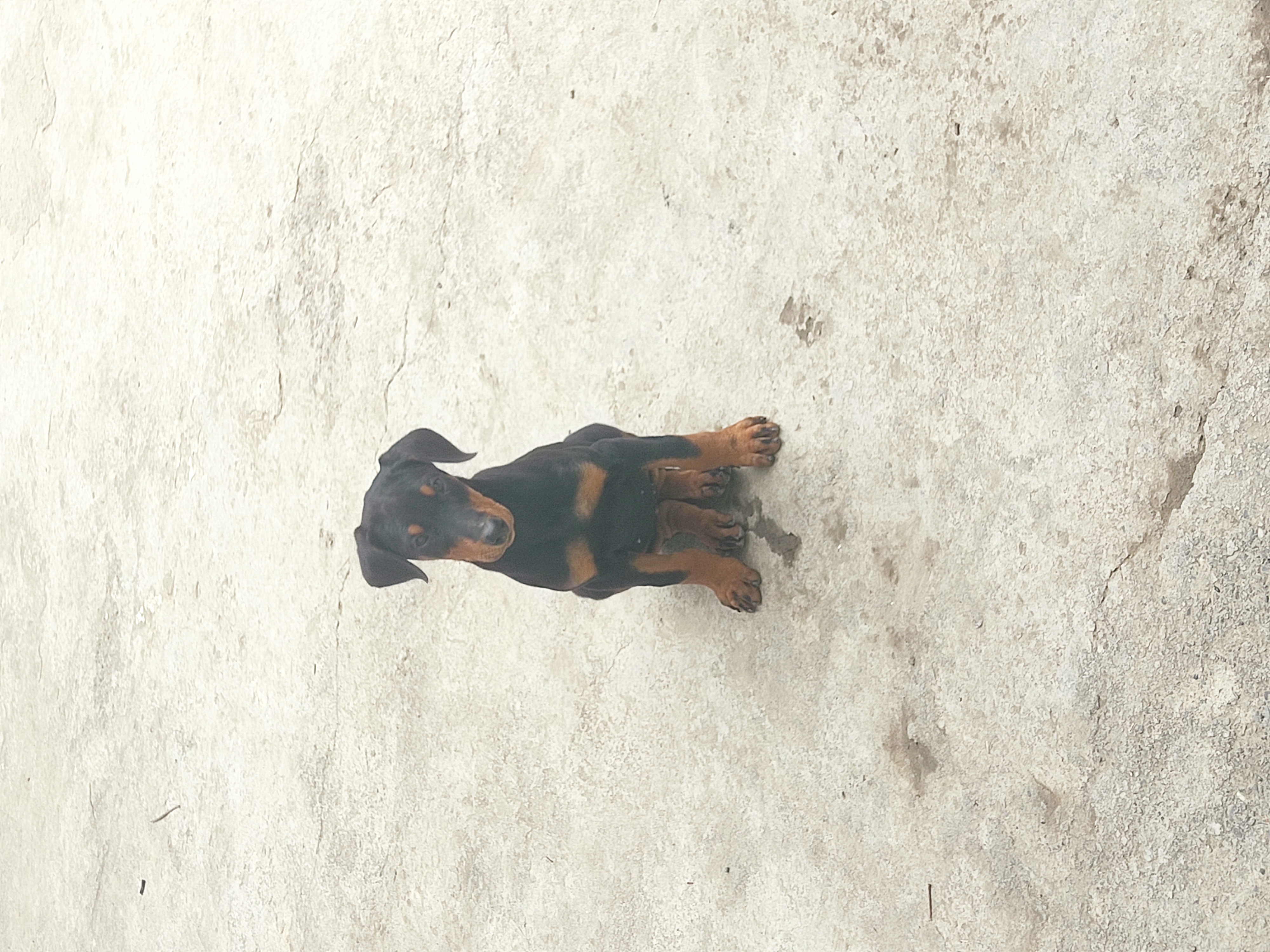 დობერმანი