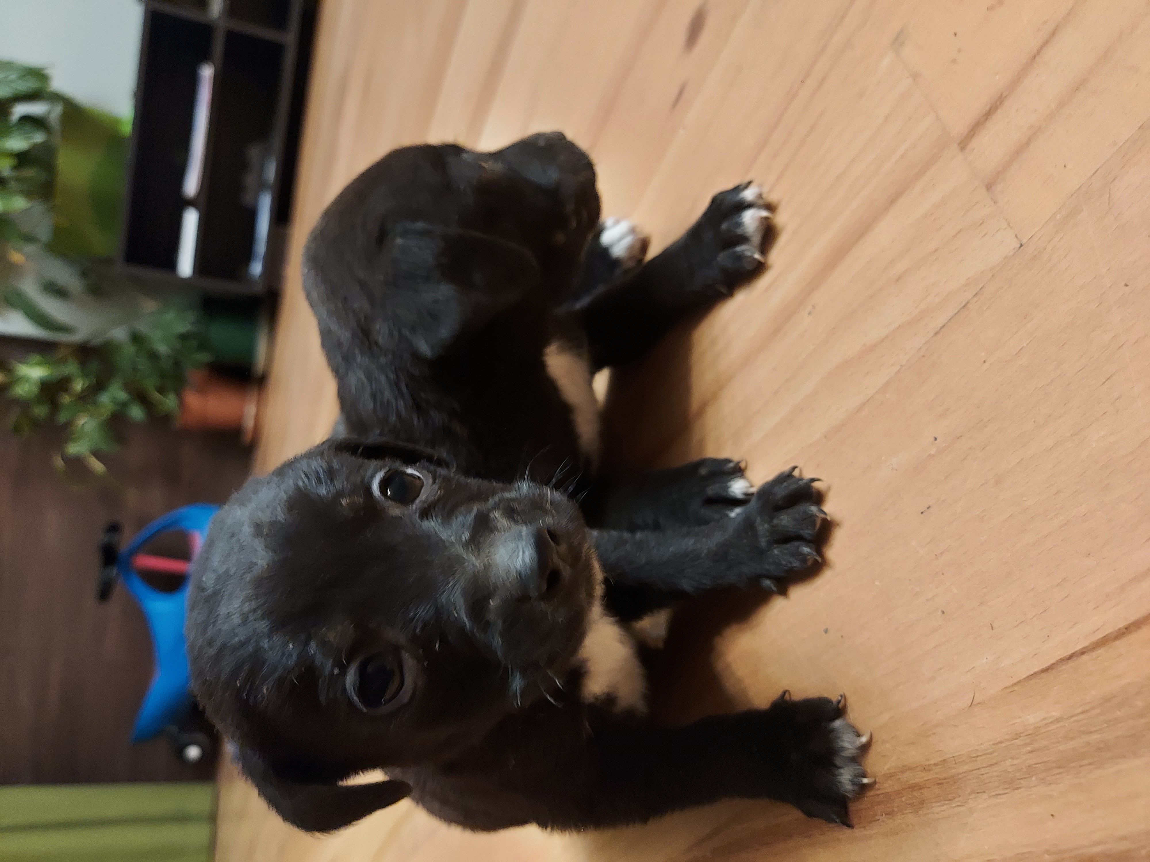 მეტისი ❤️