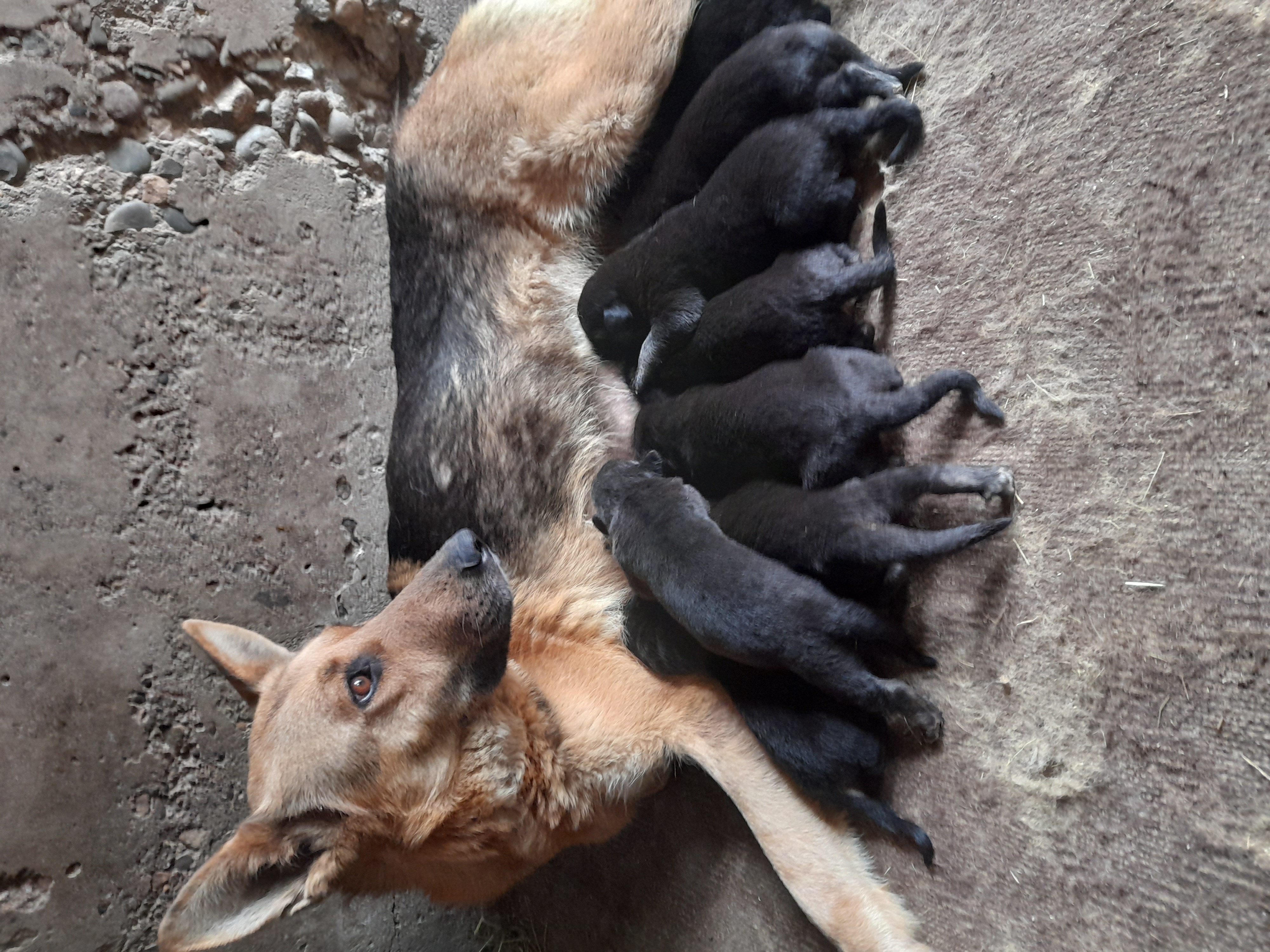 გერმანული ნაგაზი